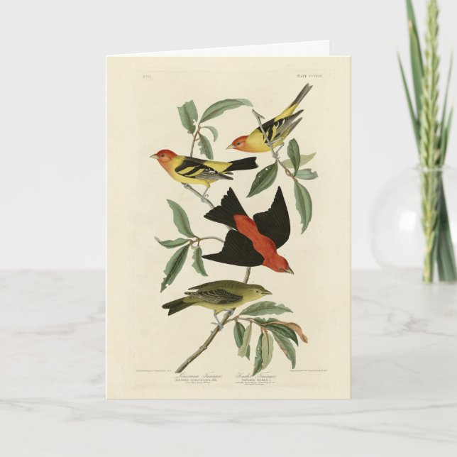 Western, Scarlet Tanagers Audubon Birds of America Card (Front)