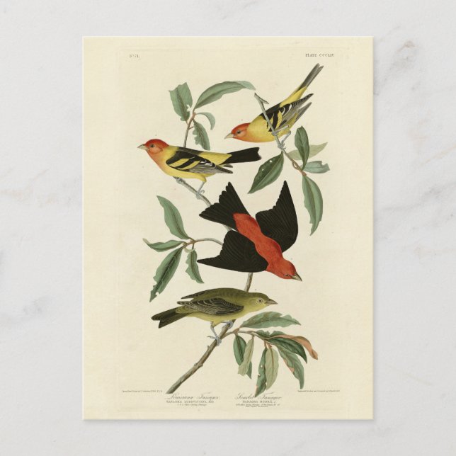 Western, Scarlet Tanagers Audubon Birds of America Postcard (Front)