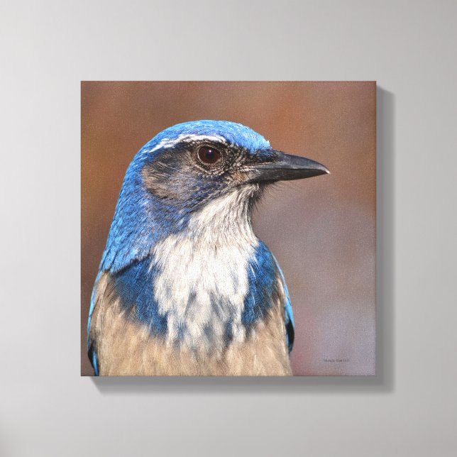 Western Scrub Jay Canvas Print (Front)