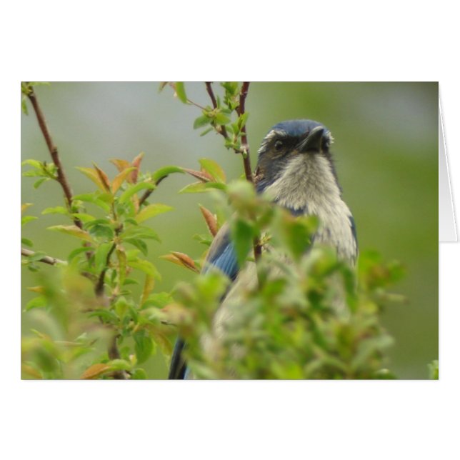 Western Scrub-Jay Card (Front Horizontal)
