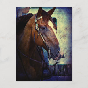 Western Sorrel Grunge Postcard