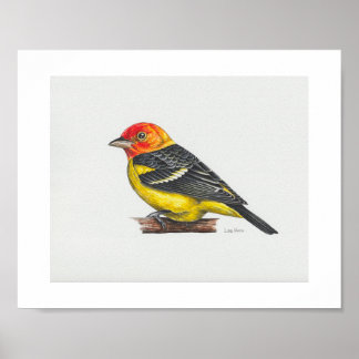 Western Tanager Art Print