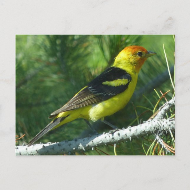 Western Tanager bird close view Postcard (Front)