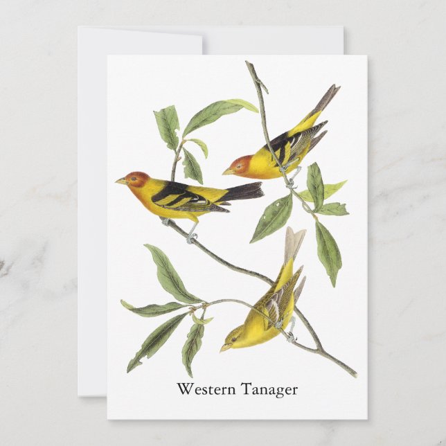Western Tanager - John James Audubon Invitation (Front)