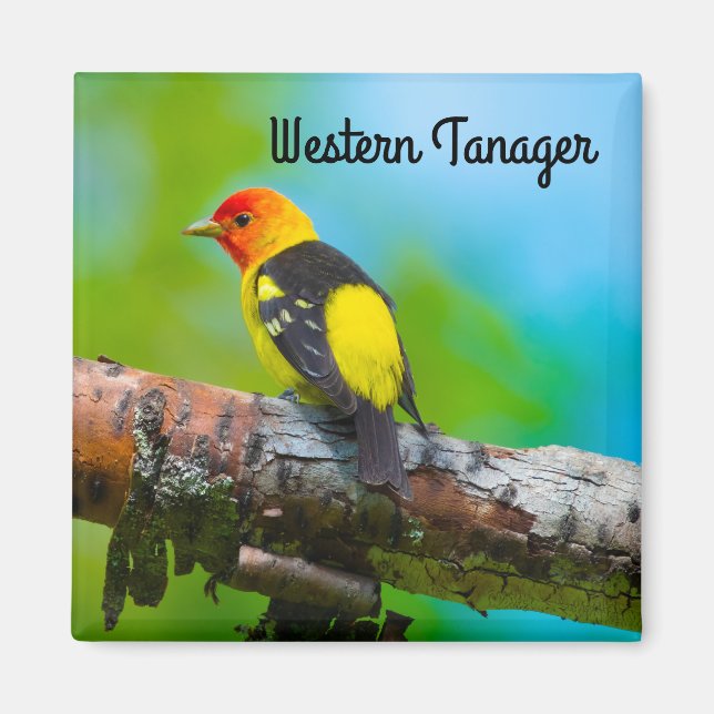 Western Tanager Magnet (Front)