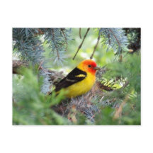 Western Tanager Postcard