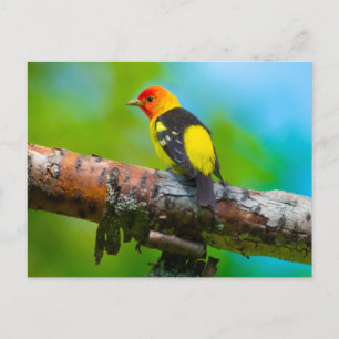Western Tanager Postcard