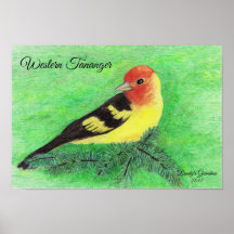Western Tananger Bird Colored Pencil Art