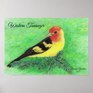 Western Tananger Bird Colored Pencil Art Poster