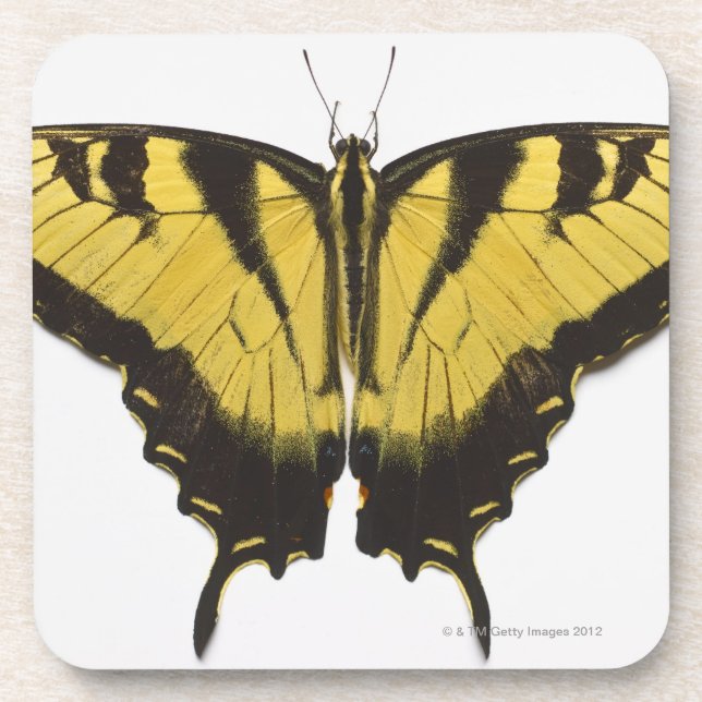 Western Tiger Swallowtail Butterfly Coaster (Front)