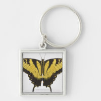 Western Tiger Swallowtail Butterfly