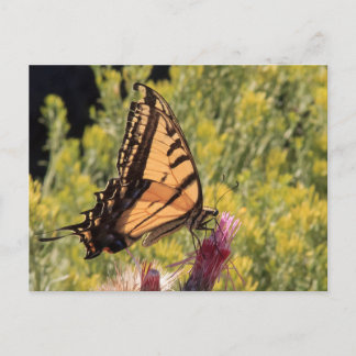 Western tiger swallowtail postcard
