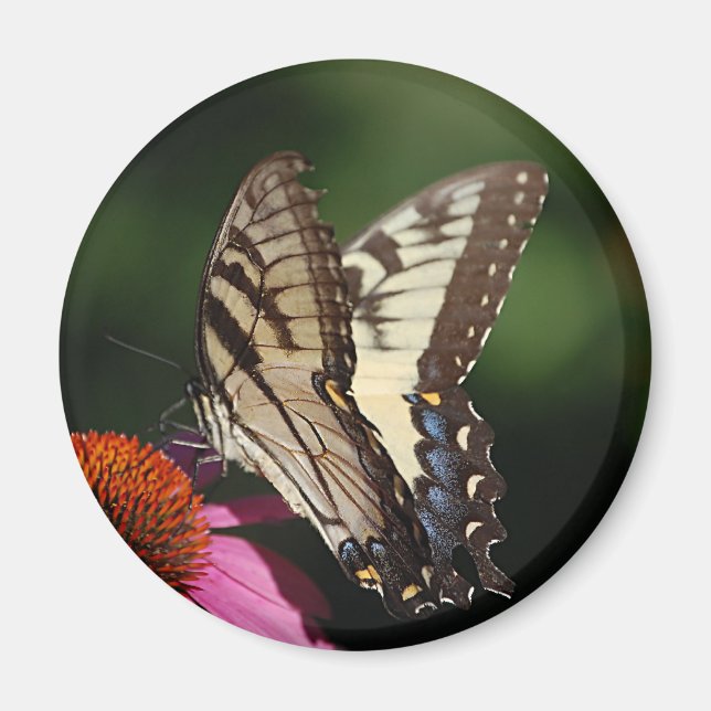 Western Tiger Swallowtail Round Magnet (Front)