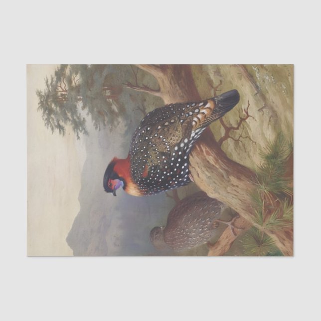 Western tragopan, Bird Illustrations Tissue Paper (Front)