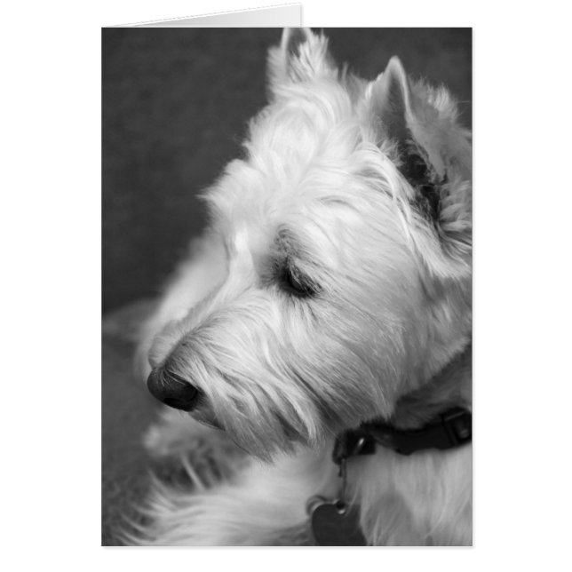 Westie (Devant)