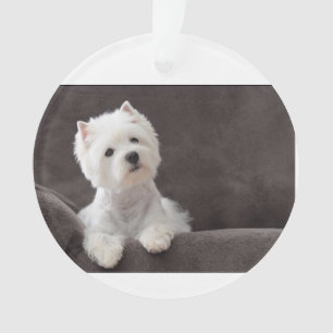 Westie