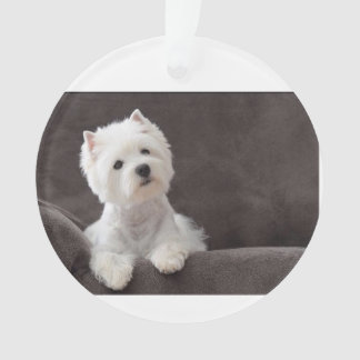 Westie