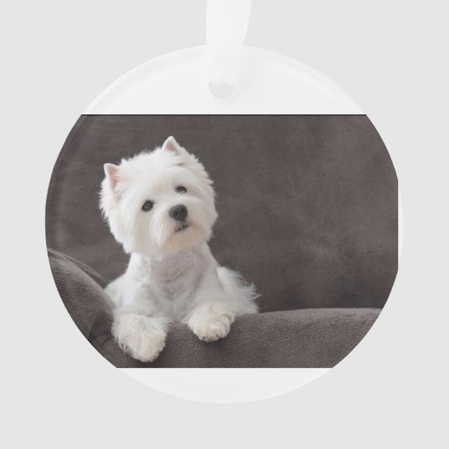 Westie (devant)