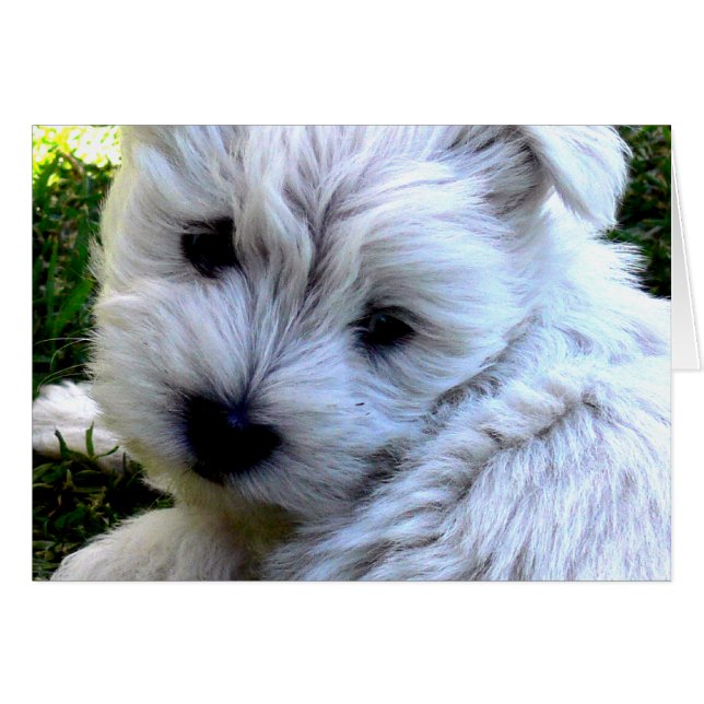 Westie (Devant horizontal)