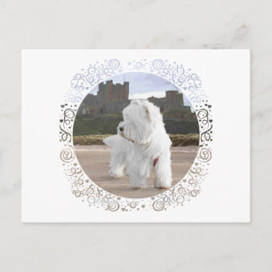 Westie at Bamburgh Castle Postcard