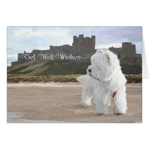 Westie au château de Bamburgh