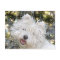 Westie Christmas