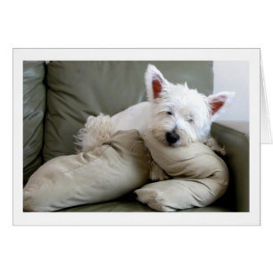 Westie Dog So Comfy and Cozy Blank Card