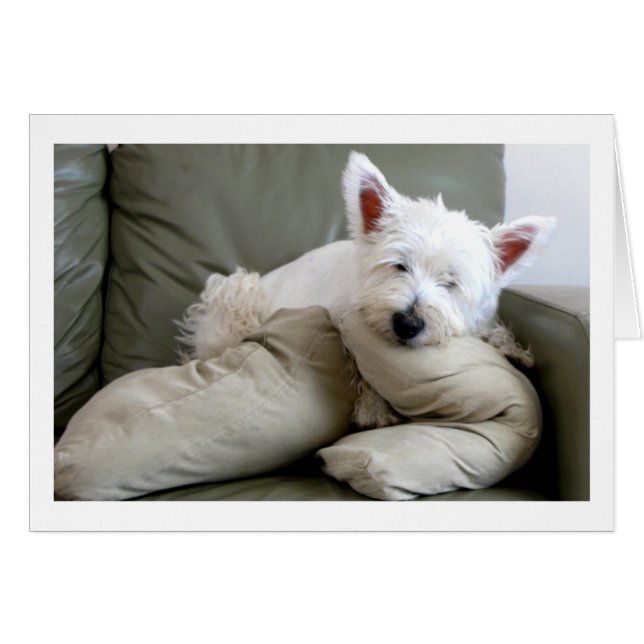 Westie Dog So Comfy and Cozy Blank Card (Front Horizontal)