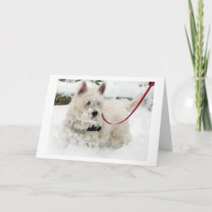 Westie greetings card birthday thankyou get w etc.