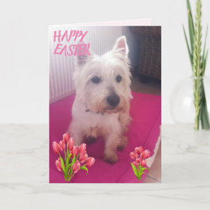 Westie Happy Easter 3 Holiday Card