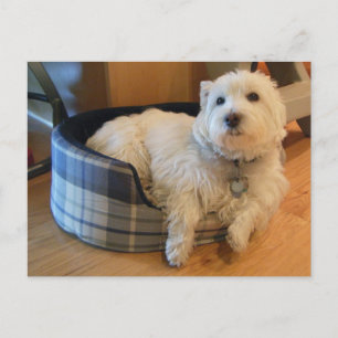 Westie in Doggie Bed Photo Postcard