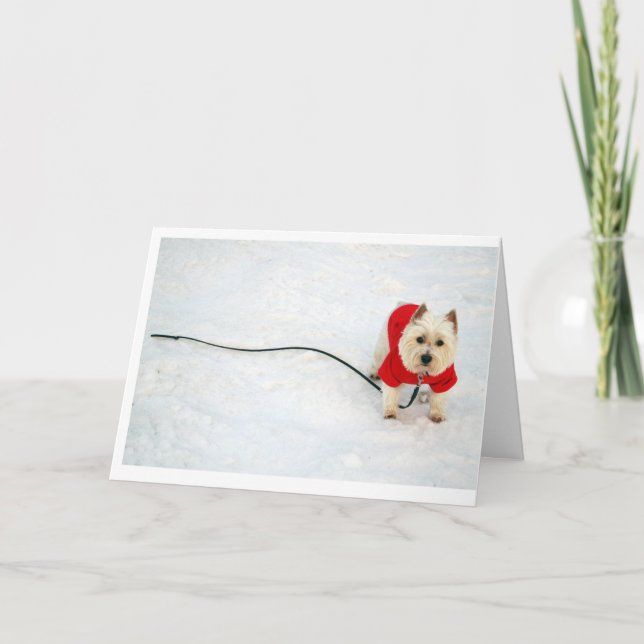westie in red coat holiday card (Front)