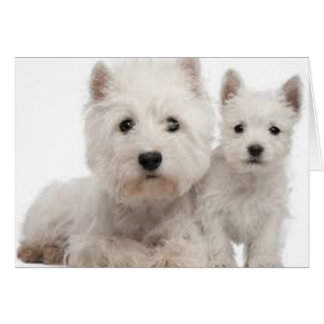 Westie mère et chiot