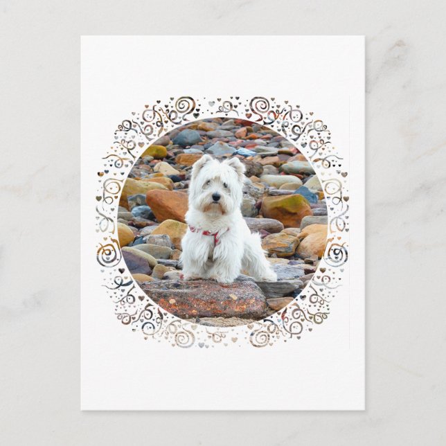 Westie on the Rocks Postcard (Front)