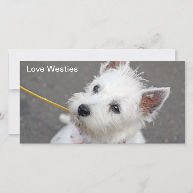 westie photo card (Front)