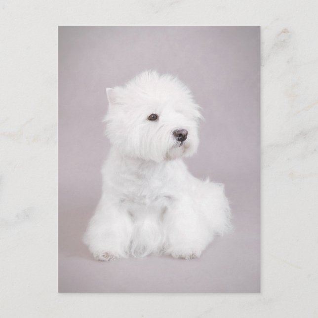 Westie Postcard (Front)