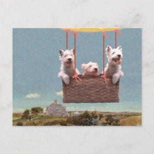 Westie Postcard