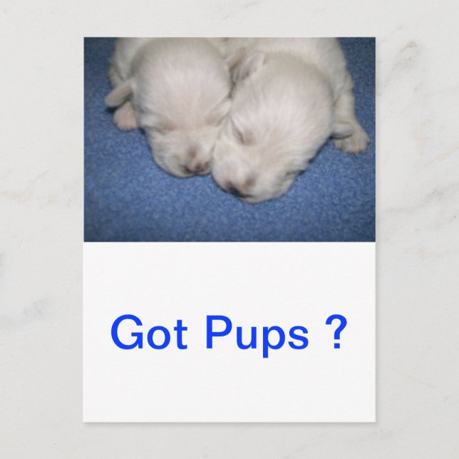 Westie Pups Sleeping Postcard (Front)
