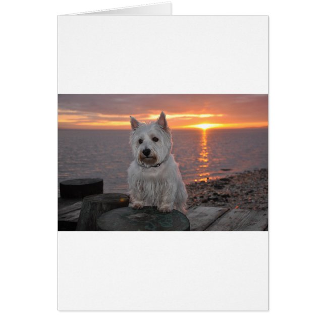 Westie Sunset (Front)