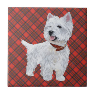 Westie sur carreau tartan