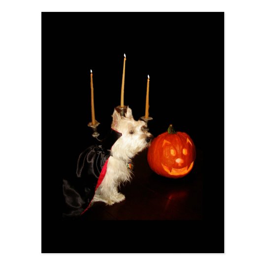 Westie Vampire Dracula Postcard