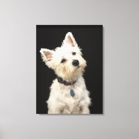 Westie | West Highland Terrier