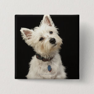 Westie (West Highland terrier) with collar 2 Inch Square Button