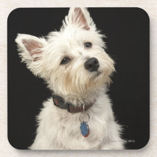Westie (West Highland terrier) with collar Coaster