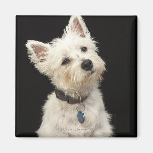 Westie (West Highland terrier) with collar Magnet