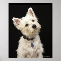 Westie (West Highland terrier) with collar