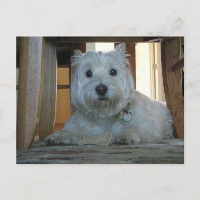Westie with Dog Bone Photo Postcard (Front)