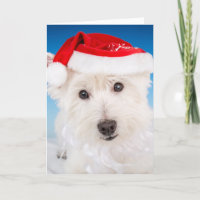 Westie with Santa Hat and Beard