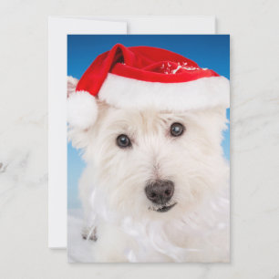 Westie with Santa Hat and Beard Holiday Card