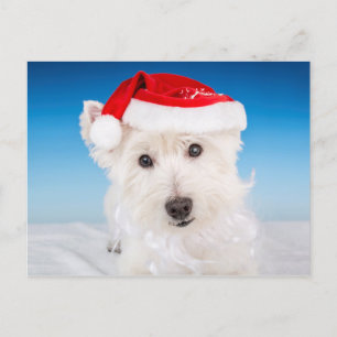 Westie with Santa Hat and Beard Holiday Postcard